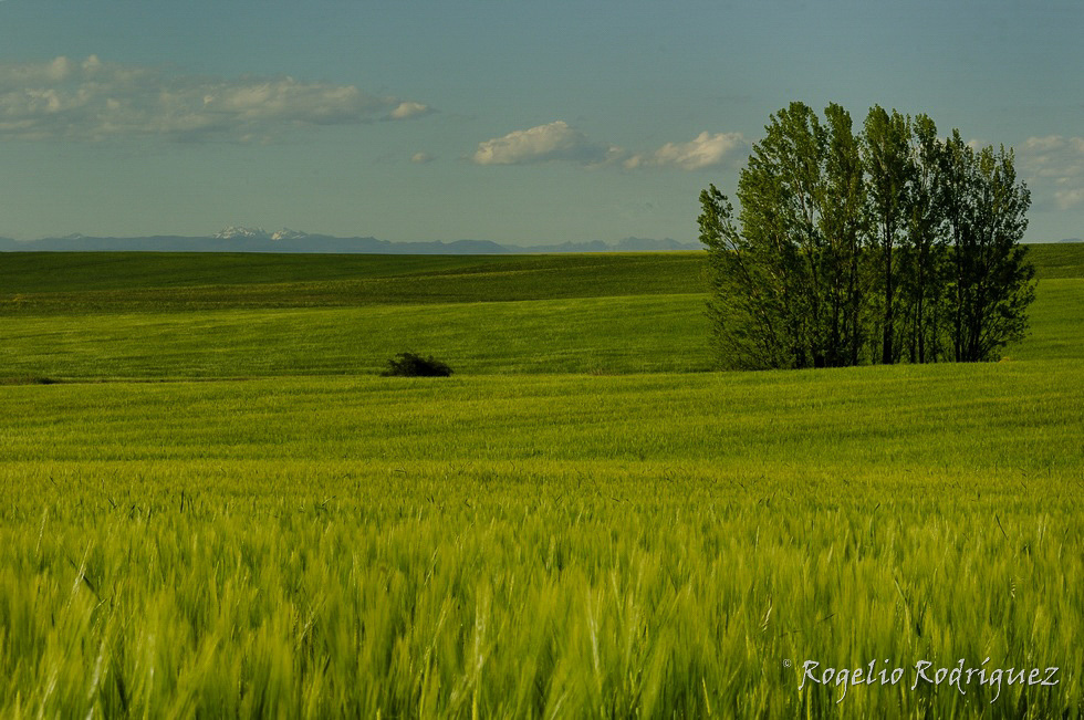 Imagen 9 de la galería de La Meseta